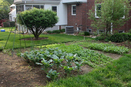 backyard-vegetable-gardening.jpg
